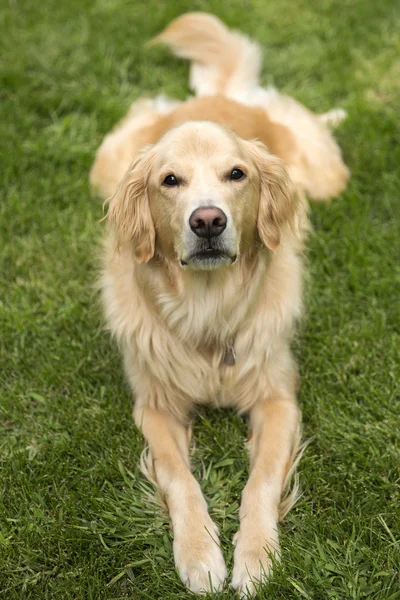 Golden Retiriever — Stock Photo, Image