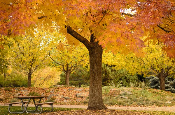 Fall Color — Stock Photo, Image