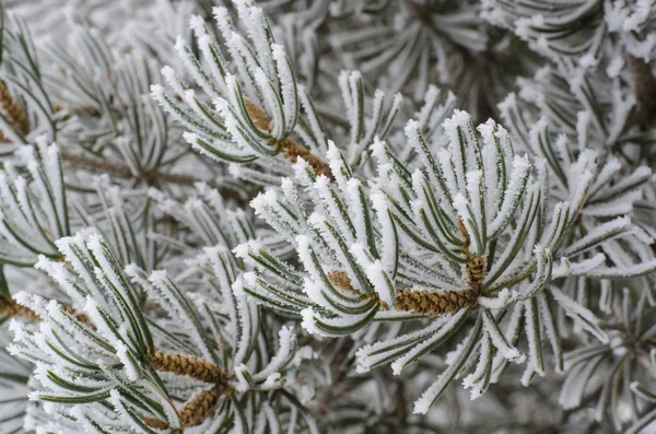 Frost — Stock Photo, Image