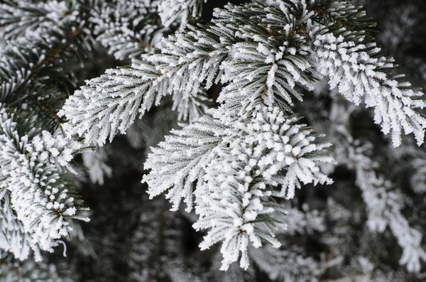 Givre — Photo