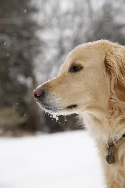 Golden retriever with falling snow — Stock Photo, Image