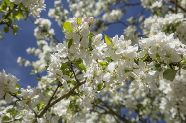 Beyaz crabapple çiçek