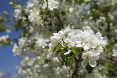 Beyaz crabapple çiçek