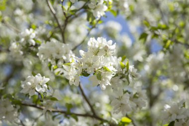 Beyaz crabapple çiçek