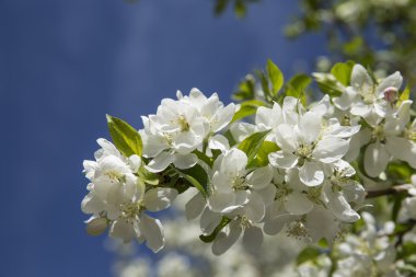 Beyaz crabapple çiçek