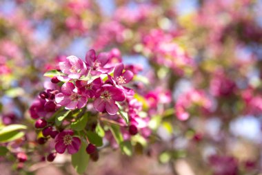 Pembe crabapple çiçek