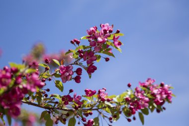 Pembe crabapple çiçek