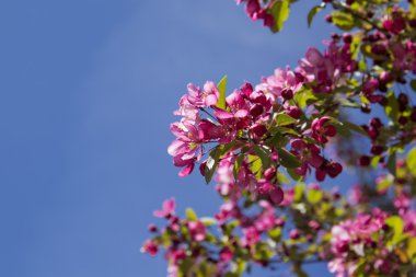 Pembe crabapple çiçek