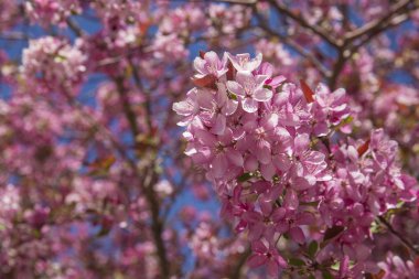 Pembe crabapple çiçek
