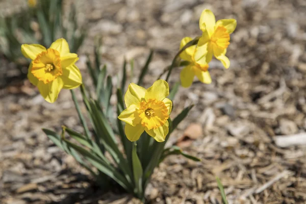 Narcissen — Stockfoto