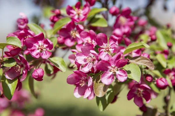 Pembe crabapple çiçek