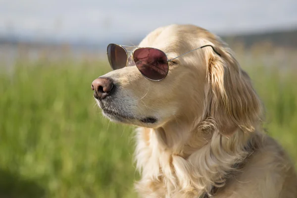 Golden retriever con gafas de sol — Foto de Stock