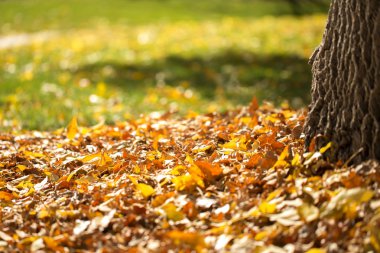 Renkli sonbahar yaprakları