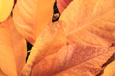 Renkli sonbahar yaprakları