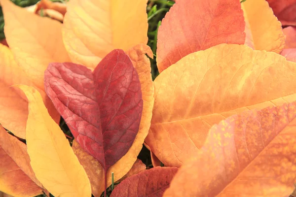 Entendre la feuille en forme — Photo