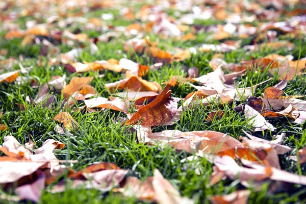 Barevné listí v trávě — Stock fotografie