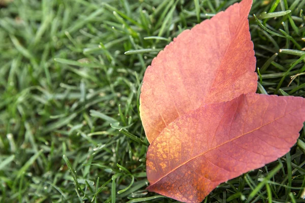 Barevný podzim listí na břidlicové pozadí — Stock fotografie