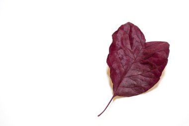 kalp şeklinde yaprak