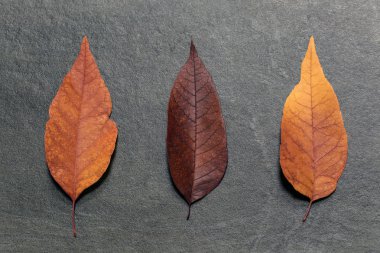 Sonbahar yaprakları arduvaz arka plan üzerinde