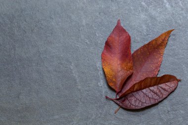 Renkli sonbahar yaprakları