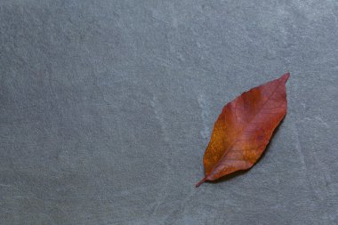 Sonbahar yaprak arduvaz arka plan üzerinde