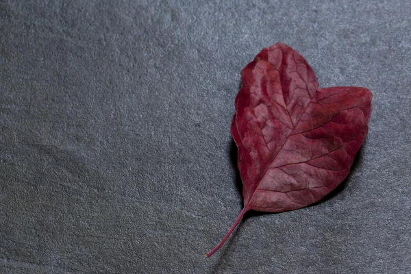 Heart shaped leaf — Stock Photo, Image