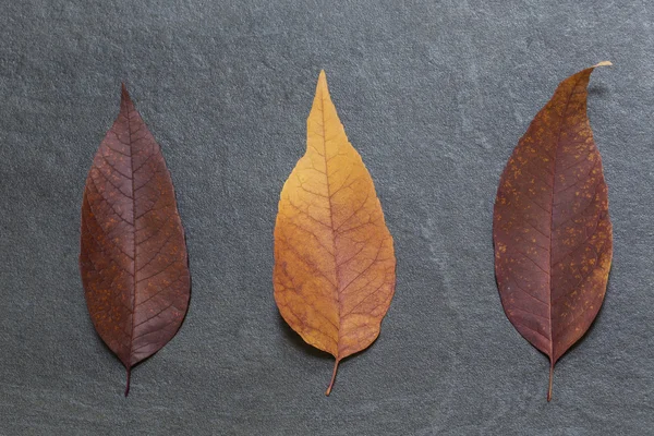Na podzim listy na břidlicové pozadí — Stock fotografie