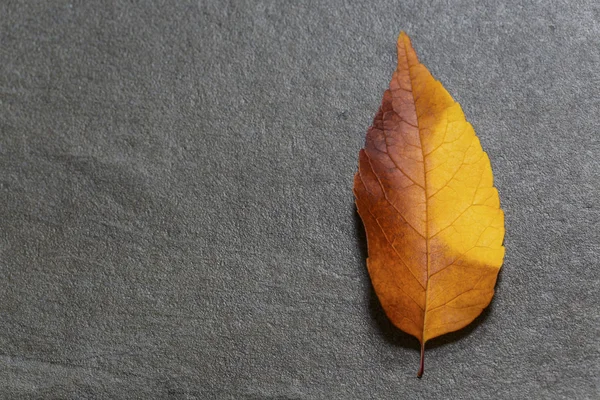 Feuille d'automne colorée — Photo