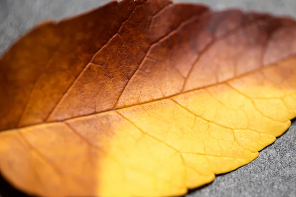 Detail listů na podzim — Stock fotografie