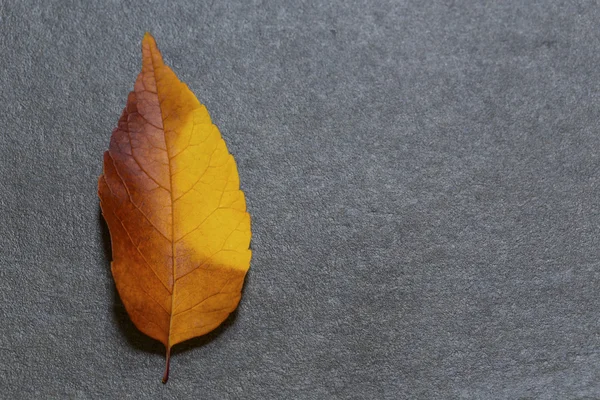 Feuille d'automne colorée — Photo