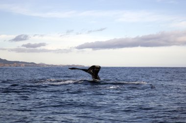 Cabo San Lucas, Meksika Balina izleme