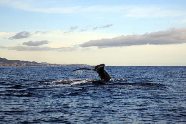 Cabo San Lucas, Meksika Balina izleme
