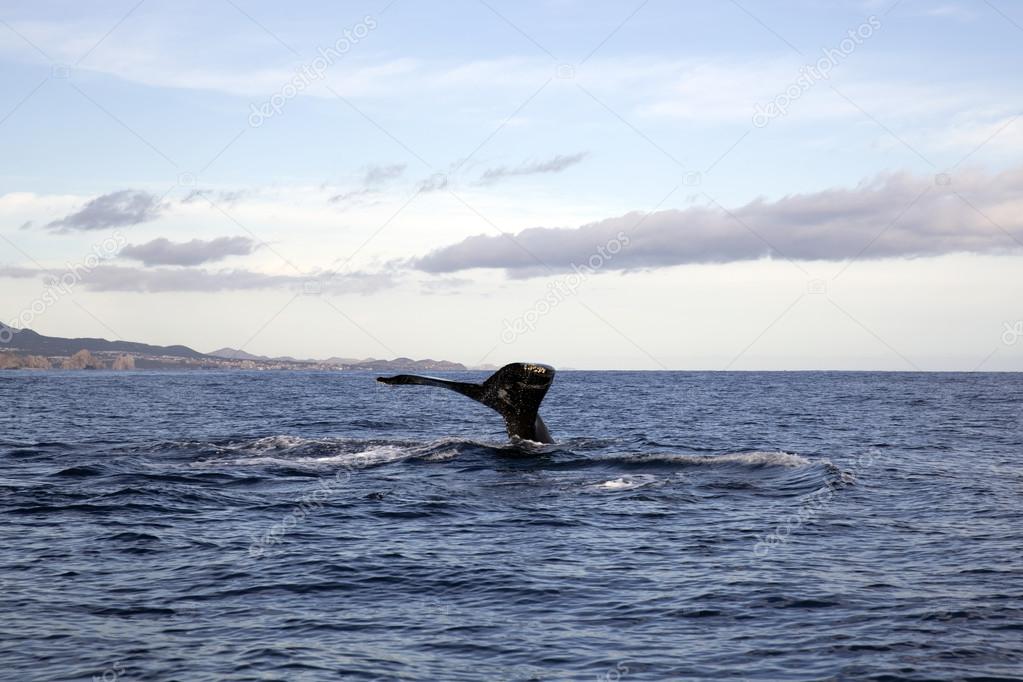 Whale watching in Cabo San Lucas, Mexico