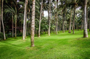 Palmiye orman ile yeşil çim adada Tenerife, İspanya