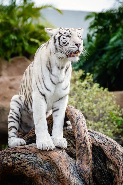 Weißer Tiger im loro park auf der insel teneriffa, spanien — Stockfoto