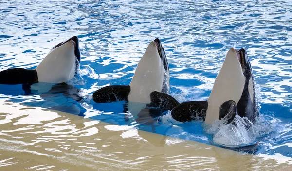Katil balinalar oceanarium içinde dans