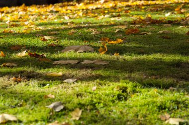 yapraklar sonbaharda Park