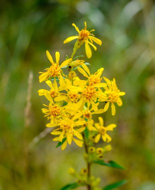 Santorini Island, Yunanistan sahil şeridi yakınındaki motor yat sürüş iki adam