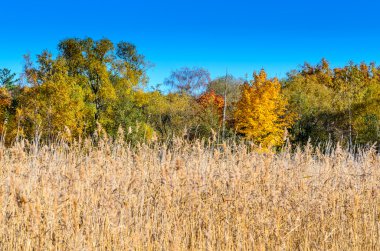 Köpekler ile sonbahar ağaçlar