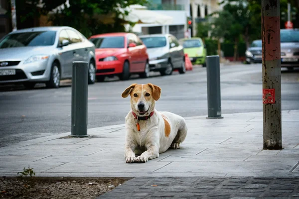 Atina boş sokak sokak köpeği yatıyor