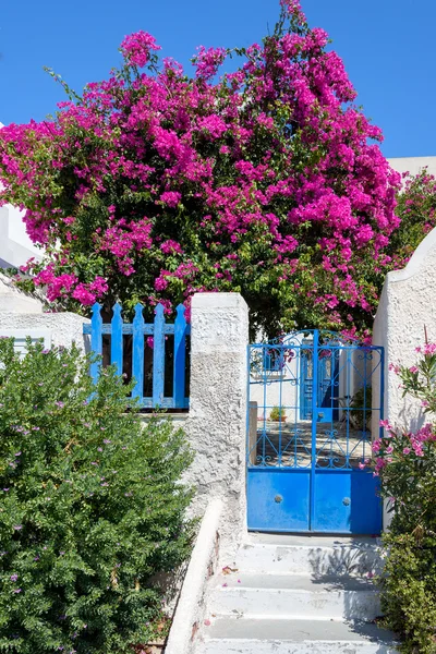Güzel çiçekler ve Santorini Adası'nın klasik geleneksel mimarisi ile renkli sessiz arka bahçe