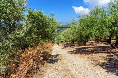 Yabani zeytin ağaçları Crete adada road yakınındaki