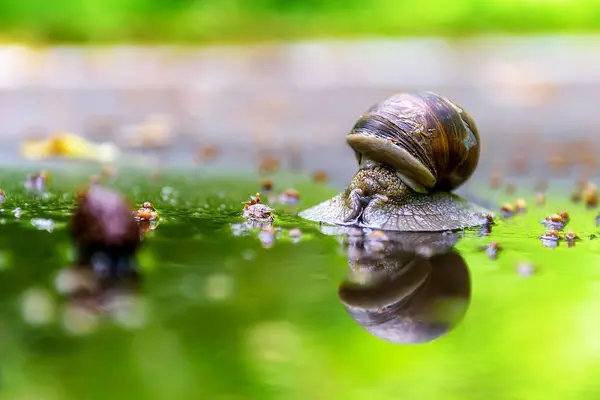 Asfaltta küçük bir salyangoz ve suda bir yansıma.