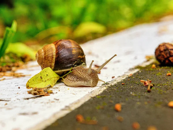 Asfalttaki suyun yanında küçük bir salyangoz.