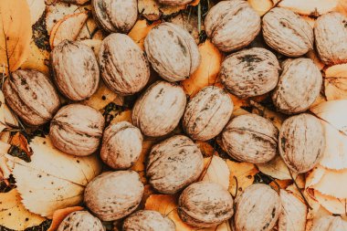 Sarı sonbahar yapraklı fındıklar.