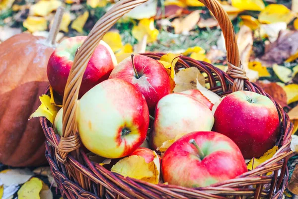 Red Apples Wicker Eco Basket Pumpkin Background Yellow Autumn Leaves — Stock Photo, Image