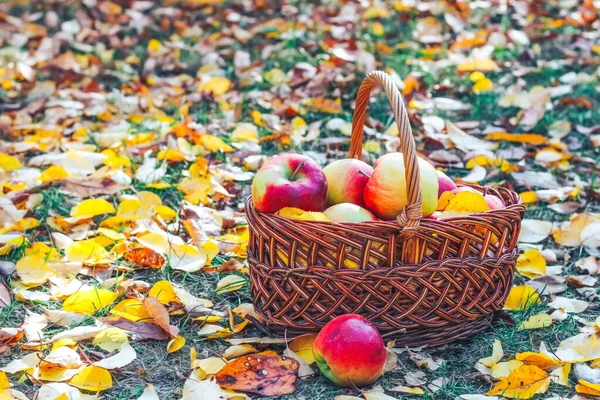 Sonbahar düzlüğü. Hasır bir eko sepetinde sarı yapraklı elmalar.