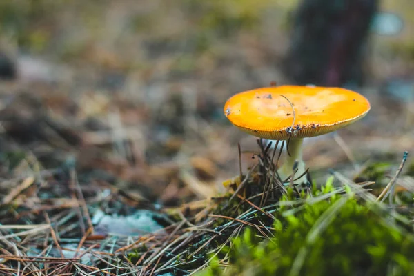 Alte Giftpilz Amanita Mit Orangefarbener Mütze Wald — Stockfoto