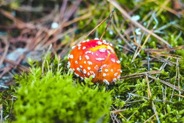 Poisonous Mushroom Amanita Red Cap Forest — Stock Photo, Image