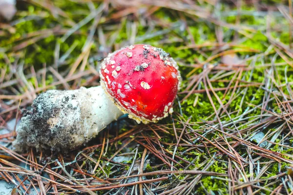 A plucked amanita poisonous mushroom with a red cap and white spots in the forest. Fly agaric danger to mushroom pickers